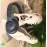 T-Rex Headphone